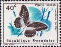 (Papilio jacksoni ssp. ruandana)