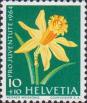 Нарцисс ложный (Narcissus pseudonarcissus)