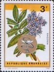 Хагения абиссинская (Наgenia abyssinica)