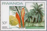 Финиковая пальма отклоненная (Phoenix reclinata)
