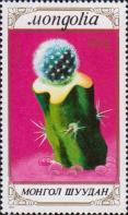 Пародия Хазельберга(Notocactus haselbergii)