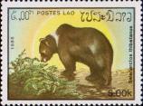 Белогрудый медведь (Ursus thibetanus)