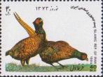 Обыкновенный фазан (Phasianus colchicus)