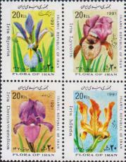 Ирис ложный (Iris spuria)