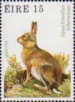 Ирландский заяц (Lepus timidus hibernicus)