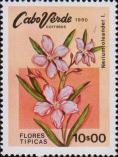 Олеандр (Nerium oleander)
