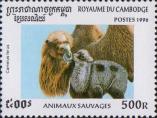 Верблюд (Camelus ferus)