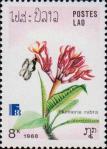 (Helcyra superba) и плюмерия красная (Plumeria rubra)