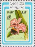 Каттлея Персиваля (Cattleya percivaliana)