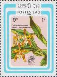(Odontoglossum luteo-purpureum)