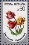 Тюльпан Геснера (Tulipa gesneriana)