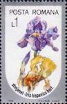 Ирис (Iris hispanica)