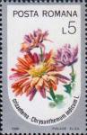 Хризантема индийская (Chrysanthemum indicum)