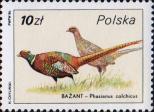 Обыкновенный фазан (Phasianus colchicus)