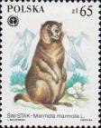 Альпийский сурок (Marmota marmota)
