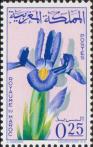 Ирис (Iris tingitana)