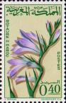 Гладиолус посевной (Gladiolus segetum)