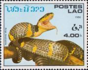 Мангровая змея (Boiga dendrophila)