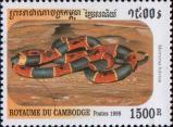 Кенийская кошачья змея (Telescopus semiannulatus)