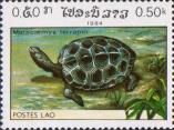 Бугорчатая черепаха (Malaclemys terrapin)