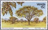 Кровоточащее дерево (Pterocarpus angolensis)