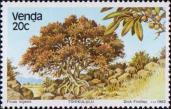 Фикус огромный (Ficus ingens)