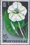 Ипомея белая (Ipomoea alba)