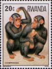 Обыкновенный шимпанзе (Pan troglodytes)