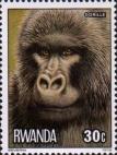 Западная горилла (Gorilla gorilla)