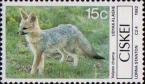 Южноафриканская лисица (Vulpes chama)