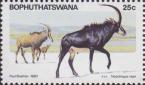Чёрная антилопа (Hippotragus niger)
