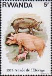 Домашняя свинья (Sus scrofa domestica)