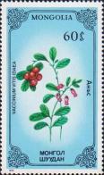 Брусника (Vaccinium vitisidaea)