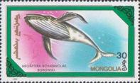 Горбатый кит (Megaptera novaeangliae)
