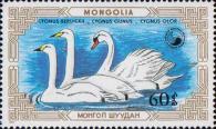 Малый лебедь (Cygnus bewickii), лебедь-кликун (Cygnus cygnus), лебедь-шипун (Cygnus olor)