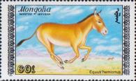 Кулан (Equus hemionus hemionus)