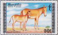 Кулан (Equus hemionus hemionus)