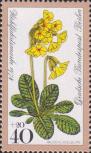 Первоцвет высокий (Primula elatior)