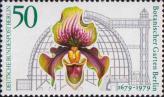 Большая оранжерея, пафиопедилюм замечательный (Paphiopedilum insigne)