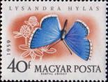 Голубянка (Lysandra hylas)