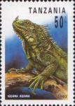 Обыкновенная игуана (Iguana iguana)