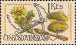 Адонис весенний (Adonis vernalis), чашечные весы и деревянная ложка