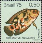 Глазчатый астронотус (Astronotus ocellatus)