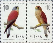 Степная пустельга (Falco naumanni) - самец