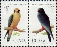 Кобчик (Falco vespertinus) - самец
