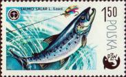 Атлантический лосось (Salmo salar)