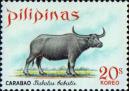 Азиатский буйвол (Bubalus arnee bubalis)