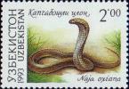 Среднеазиатская кобра (Naja oxiana)