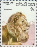 Лев (Panthera leo)