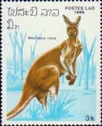 Большой рыжий кенгуру (Macropus rufus)